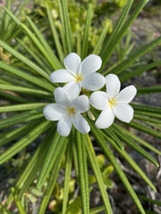 Plumeria alba