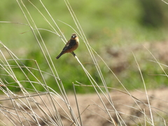 Sporophila hypoxantha