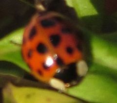 Harmonia axyridis