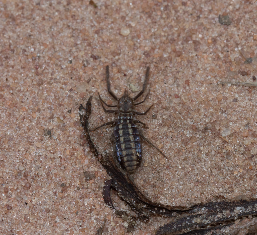Mummucia coaraciandu