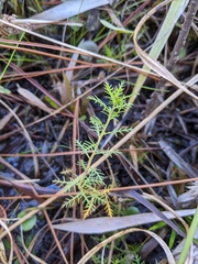 Proserpinaca pectinata