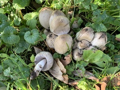 Coprinopsis depressiceps