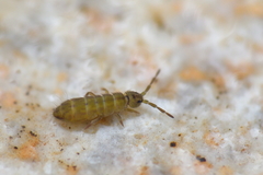 Isotomurus plumosus