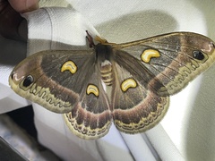 Epiphora kipengerensis