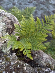Davallia canariensis