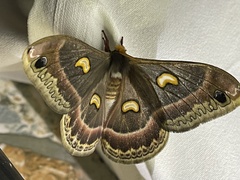 Epiphora kipengerensis