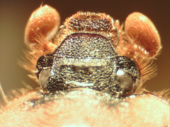 Bolbocerosoma confusum