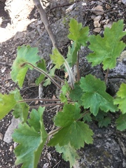 Heuchera richardsonii