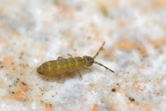 Isotomurus plumosus