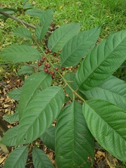 Frangula sphaerosperma