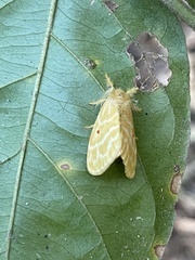 Euproctis bicolor