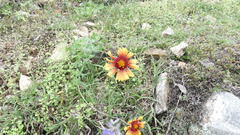 Gaillardia mexicana