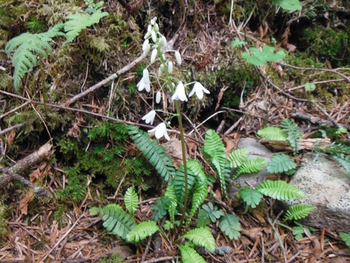 Image of Pteridophyllum racemosum by (c) Yoshimasa Uchiyama, some rights reserved (CC BY)