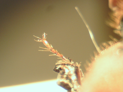 Bolbocerosoma confusum