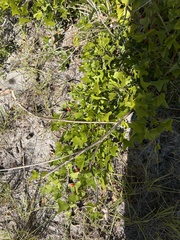 Erythrina herbacea