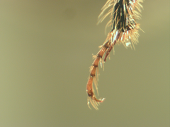 Bolbocerosoma confusum