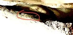 Thamnophis marcianus