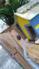 Antiteuchus mixtus