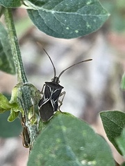 Cletoliturus lituripennis