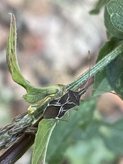 Cletoliturus lituripennis