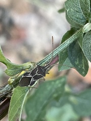 Cletoliturus lituripennis