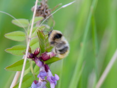 Bombus ruderarius