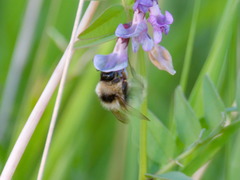 Bombus ruderarius