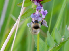 Bombus ruderarius