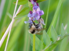Bombus ruderarius