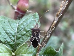 Cletoliturus lituripennis