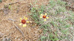 Gaillardia mexicana