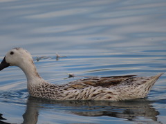 Anas platyrhynchos domesticus