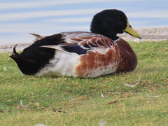 Anas platyrhynchos domesticus