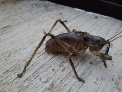 Nesoecia insignis