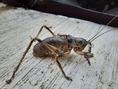 Nesoecia insignis