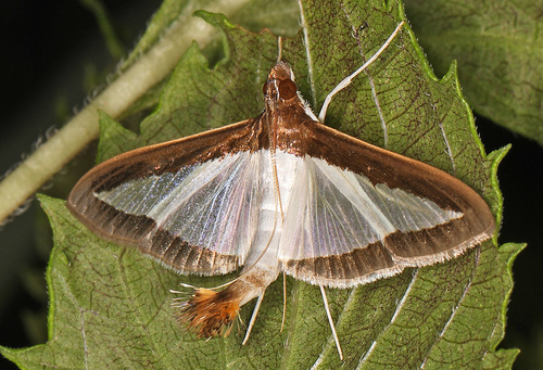 Melonworm Moth photo 3