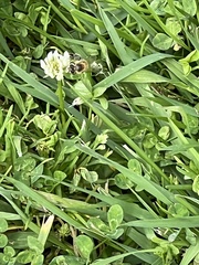 Bellis perennis