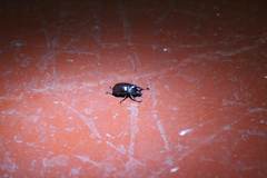 Xylotrupes meridionalis