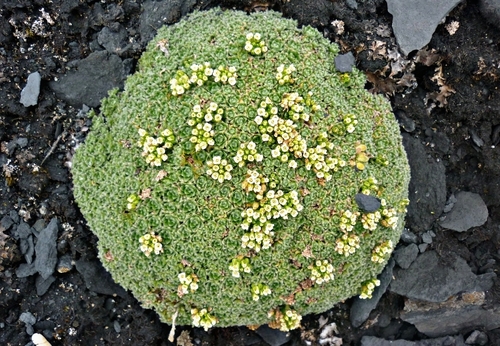 parasol draba (Draba subumbellata)