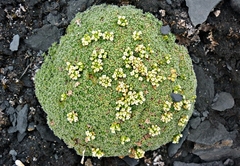 Draba aretioides