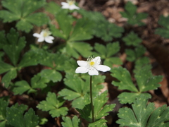 Anemonastrum flaccidum