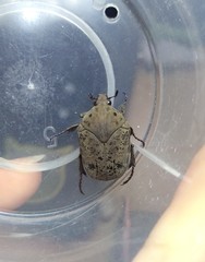 Gymnetis litigiosa