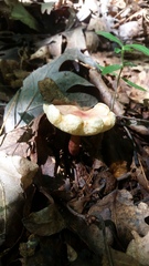 Gyroporus purpurinus