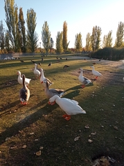 Anser anser domesticus