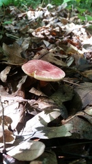 Gyroporus purpurinus
