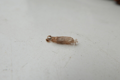 Cydalima perspectalis