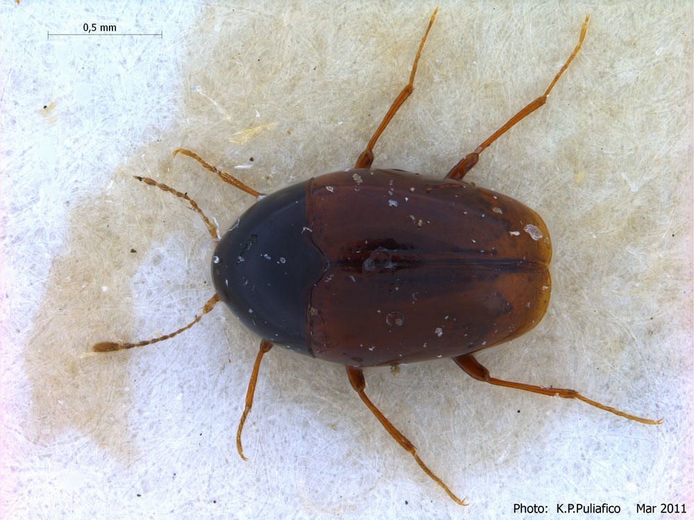 Baeocera actuosa