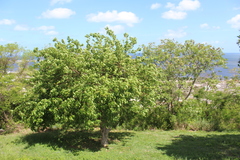 Jatropha gaumeri