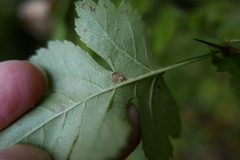 Bucculatrix bechsteinella
