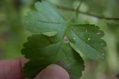 Bucculatrix bechsteinella